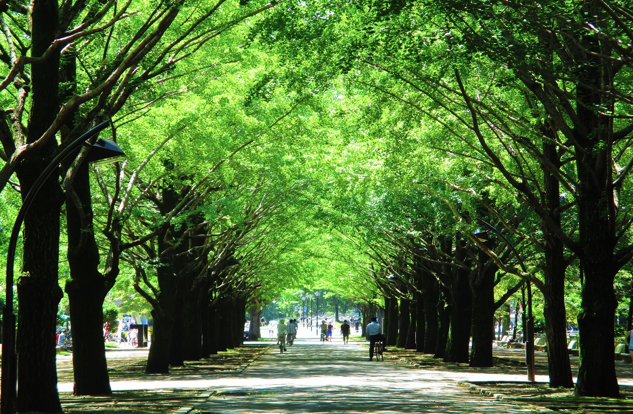 光が丘公園 イチョウ並木
