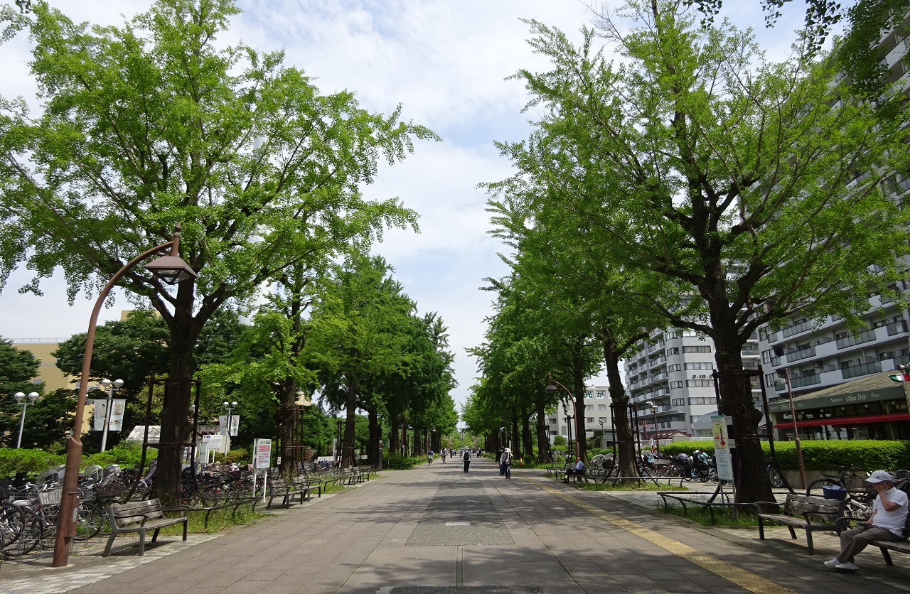光が丘公園 ふれあいの径(ジョギングコース)